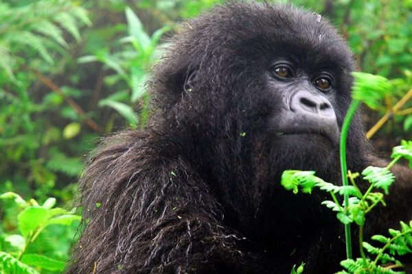 Mubare gorilla family (located in Buhoma)