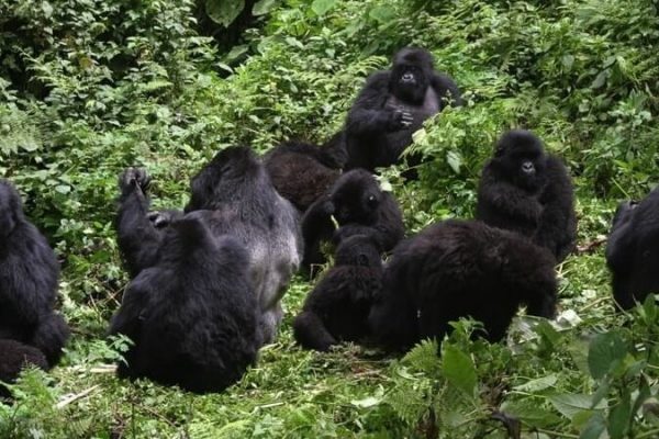 Susa B Mountain Gorilla Family