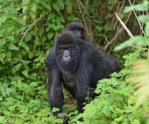 Mgahinga Gorilla National Park