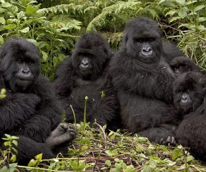 Sabinyo gorilla family.