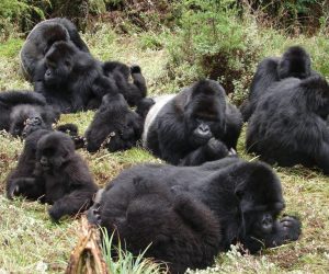 Ugenda gorilla group.