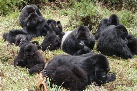 Ugenda gorilla group.