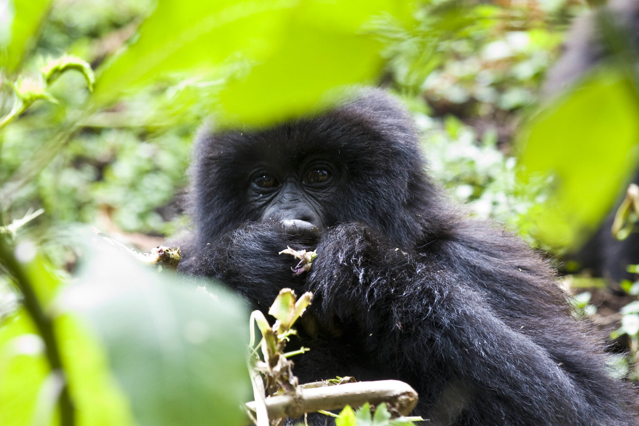 Is gorilla trekking in Rwanda safe