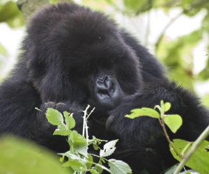 affordable gorilla trekking