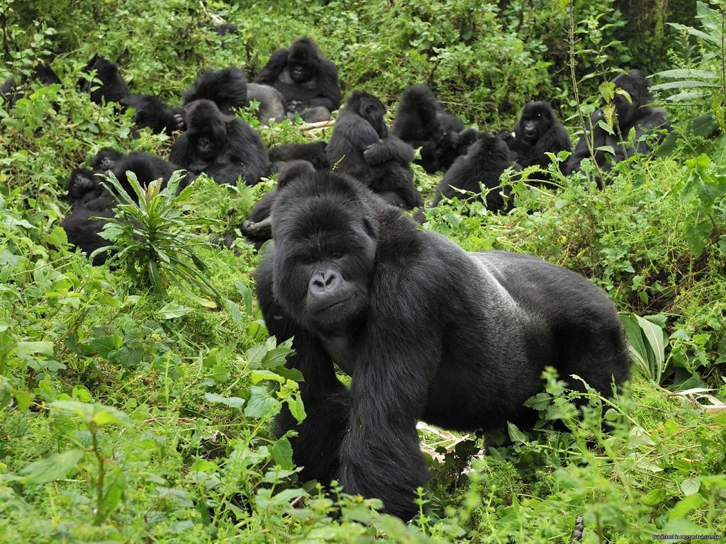 gorilla family in uganda 