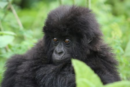 cheap Rwanda safaris