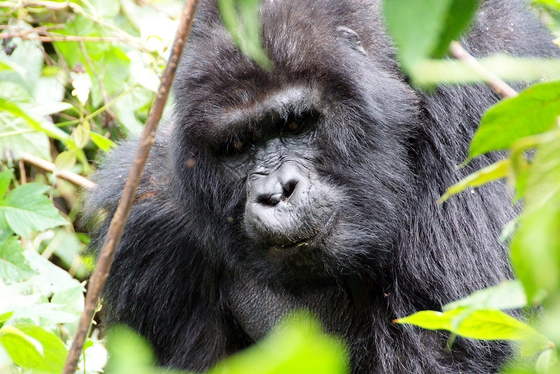 11 Days Rwanda Primates and Kenya Wildlife Safaris