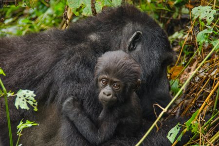 budget gorilla trekking