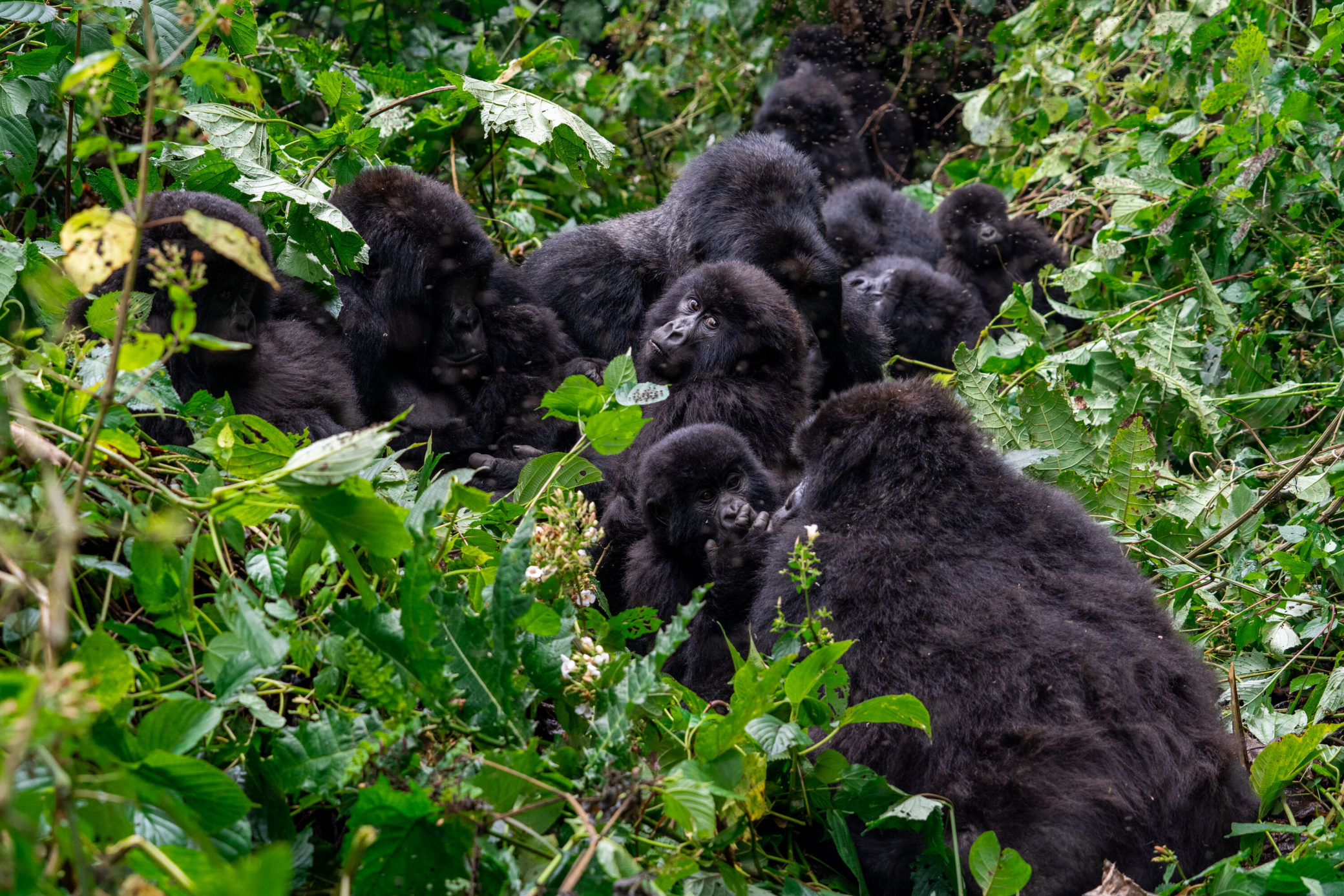  14  Days safari adventure in Rwanda