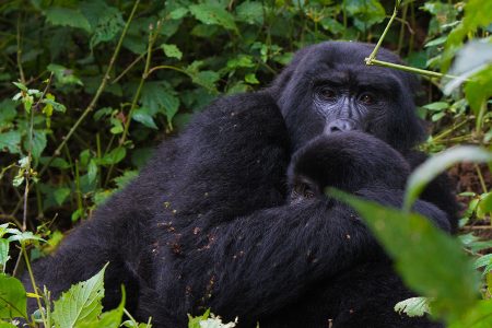 Gorilla families in Rwanda