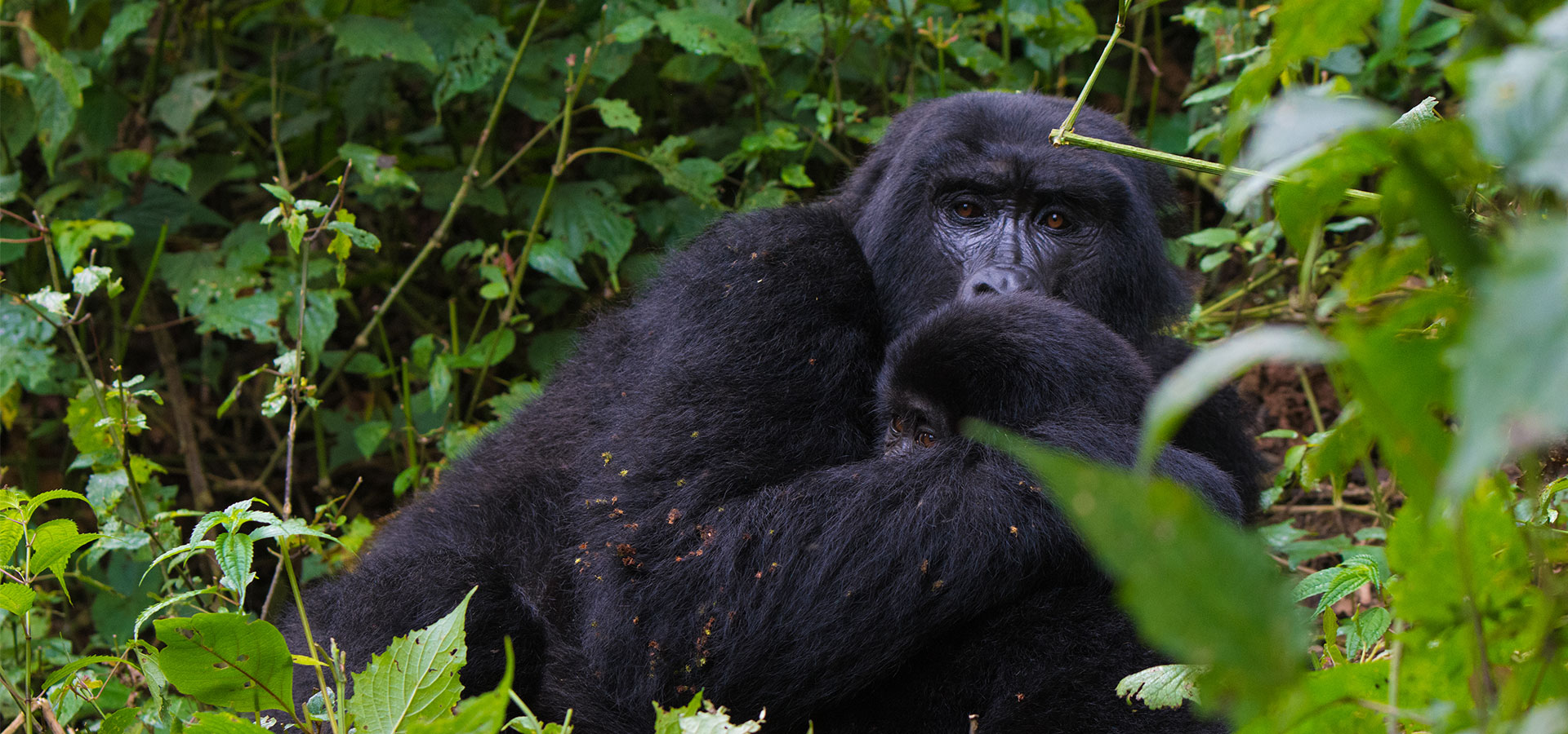 Gorilla families in Rwanda