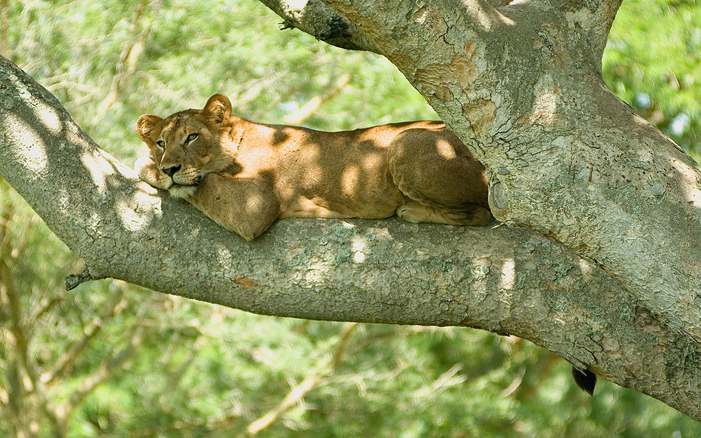 Queen Elizabeth National Park