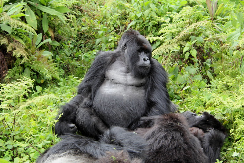 20 Days Best Of Primate, Wildlife and Cultural Experience