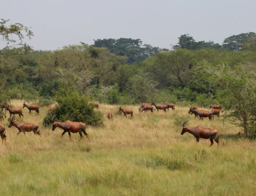 Things To Do In Arusha National Park