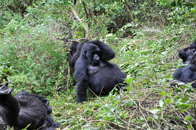 20 Days Best Of Primate, Wildlife and Cultural Experience