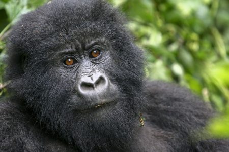 Tanzania and gorilla safaris