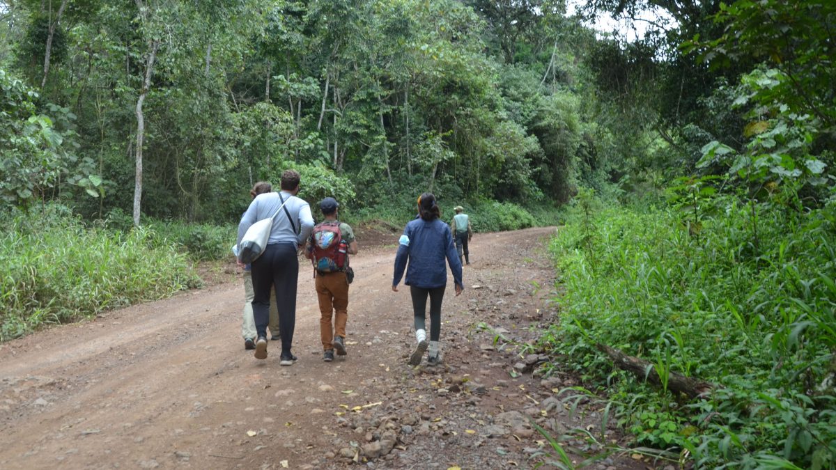 Nature walks at Kahuzi Biega National Park