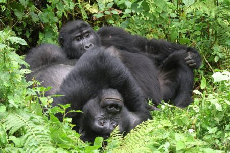 gorilla trekking and ngorongoro