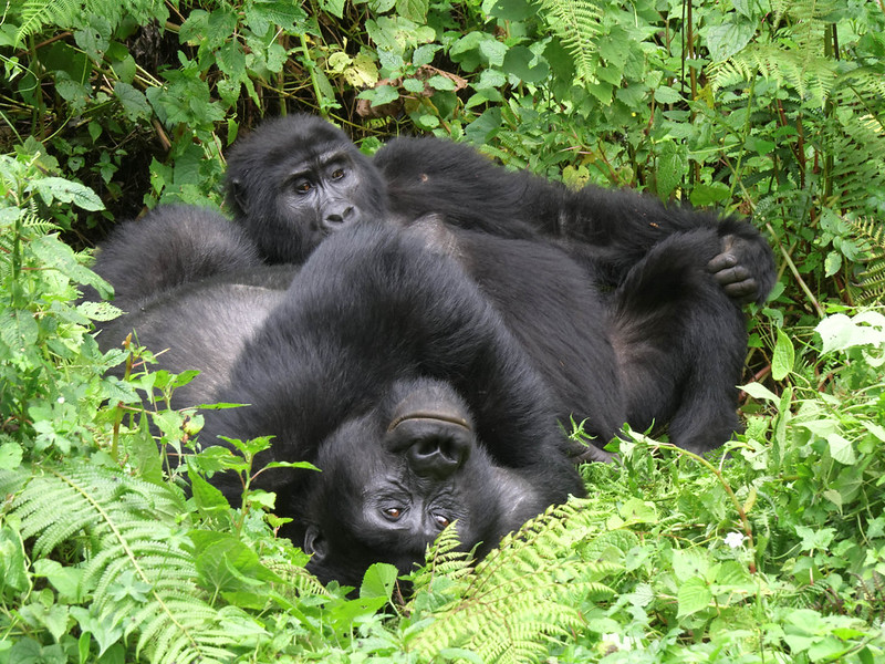 8 days Serengeti wildlife safari and gorilla trekking Rwanda