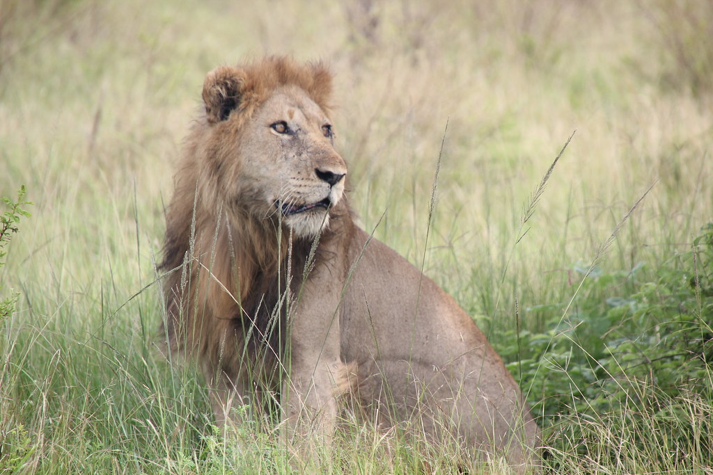 Lion tracking in Queen Elizabeth National Park